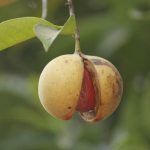 The Right Step for Cultivating Nutmeg, a Commodity of High Economic Value