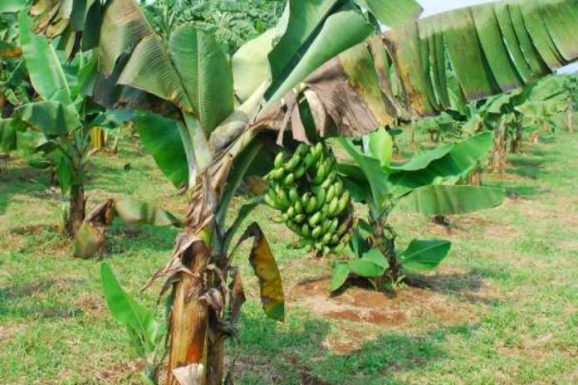 Hama Dan Penyakit Tanaman Pisang Yang Meresahkan - Fakultas Pertanian ...