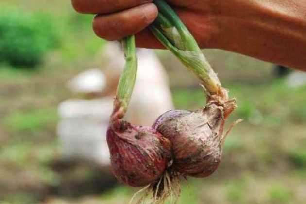 Cara Mudah Menanam Bawang Merah Di Pot Fakultas Pertanian Universitas