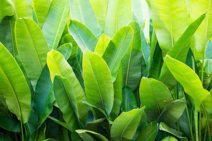 Untung Besar Dari Pisang Batu Penghasil Daun Pembungkus Fakultas