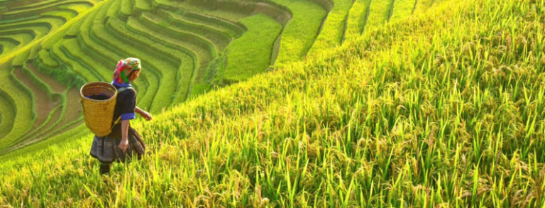 Pengertian Agrikultur Sektor Dan Jenis Agrikultur Di Indonesia ...