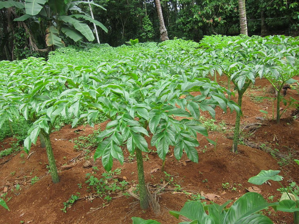 Budidaya Tanaman Porang (Amorphophallus Mueleri Blume) - Fakultas ...