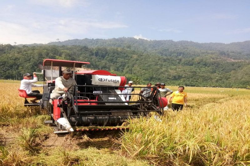 Panen Padi Dan Metodenya Di Pertanian Indonesia - Fakultas Pertanian ...